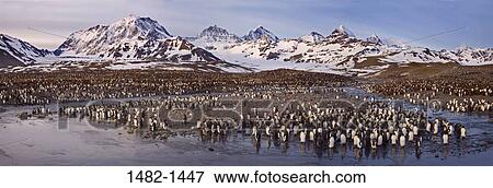 sky, wading, snow, water, penguin, cloud, walking View Large Photo Image Stock Photo - sky, wading, snow, water, penguin, cloud, walking. Fotosearch