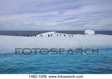 sky, water, penguin, cloud, sea, bird, ice View Large Photo Image Stock Photo - sky, water, penguin, cloud, sea, bird, ice. Fotosearch