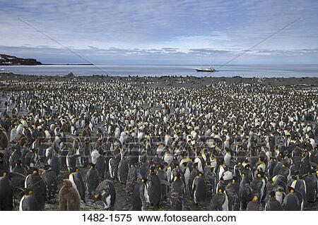 sky, water, penguin, cloud, sea, bird, day View Large Photo Image Stock Photography - sky, water, penguin, cloud, sea, bird, day. Fotosearch
