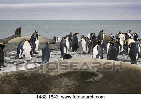 sky, water, penguin, cloud, seal, sea, bird View Large Photo Image Stock Image - sky, water, penguin, cloud, seal, sea, bird. Fotosearch