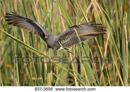Snail kite (Rostrhamus sociabilis) balancing on reeds View Large Photo Image Stock Photography - Snail kite (Rostrhamus sociabilis) balancing on reeds. Fotosearch