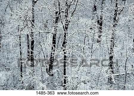 Snow covered trees in a forest View Large Photo Image Stock Image - Snow covered trees in a forest. Fotosearch