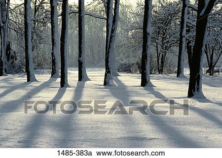 Snow covered trees in a forest View Large Photo Image Stock Image - Snow covered trees in a forest. Fotosearch