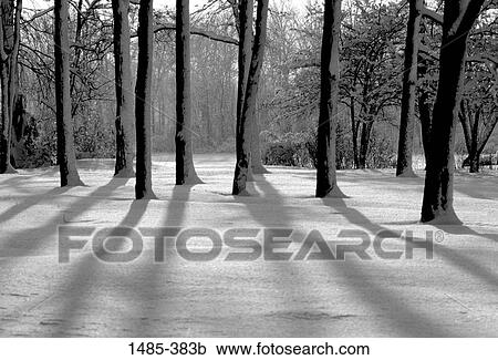 Snow covered trees in a forest View Large Photo Image Stock Image - Snow covered trees in a forest. Fotosearch