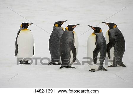 snow, penguin, bird, day, cold, outdoors, weather View Large Photo Image Stock Image - snow, penguin, bird, day, cold, outdoors, weather. Fotosearch