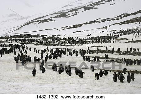 snow, penguin, bird, day, cold, outdoors, weather View Large Photo Image Stock Image - snow, penguin, bird, day, cold, outdoors, weather. Fotosearch