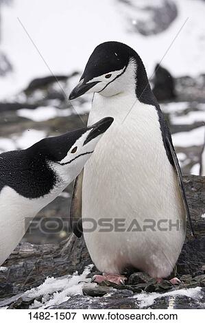 snow, penguin, bird, day, cold, outdoors, South America View Large Photo Image Stock Photo - snow, penguin, bird, day, cold, outdoors, South America. Fotosearch