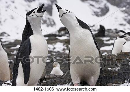 snow, penguin, bird, day, cold, outdoors, South America View Large Photo Image Stock Photograph - snow, penguin, bird, day, cold, outdoors, South America. Fotosearch