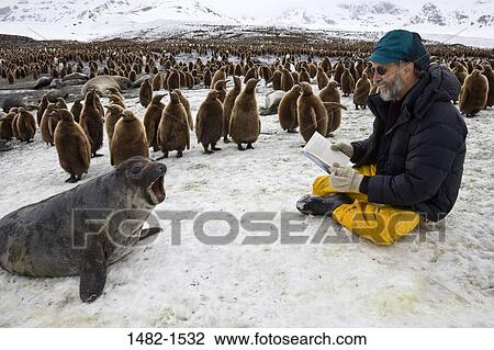 snow, penguin, smiling, seal, hat, bird, sitting View Large Photo Image Stock Image - snow, penguin, smiling, seal, hat, bird, sitting. Fotosearch