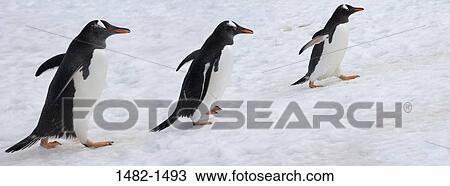 snow, penguin, walking, bird, ice, day, covering View Large Photo Image Stock Image - snow, penguin, walking, bird, ice, day, covering. Fotosearch