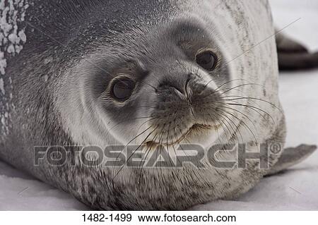 snow, seal, ice, day, cold, outdoors, frozen View Large Photo Image Stock Photo - snow, seal, ice, day, cold, outdoors, frozen. Fotosearch