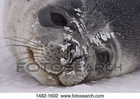 snow, seal, ice, day, outdoors, frozen, lying down View Large Photo Image Stock Image - snow, seal, ice, day, outdoors, frozen, lying down. Fotosearch