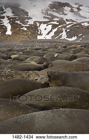 snow, seal, ice, day, outdoors, lying down, sea life View Large Photo Image Picture - snow, seal, ice, day, outdoors, lying down, sea life. Fotosearch