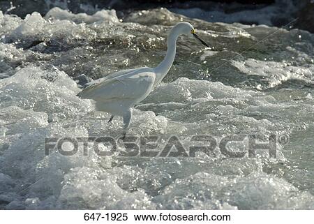 Snowy egret (egretta thula) in a river View Large Photo Image Stock Photography - Snowy egret (egretta thula) in a river. Fotosearch