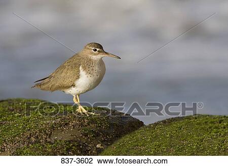 Spotted sandpiper (Actitis macularia) perching on a rock View Large Photo Image Stock Image - Spotted sandpiper (Actitis macularia) perching on a rock. Fotosearch