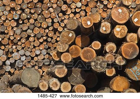 Stock Photo - Stack of logs in a lumberyard, California, USA. Fotosearch