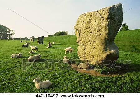 Stones and a flock of sheep in a pasture, Avebury Stone Circle, Avebury, Wiltshire, England View Large Photo Image Stock Photo - Stones and a flock of sheep in a pasture, Avebury Stone Circle, Avebury, Wiltshire, England. Fotosearch