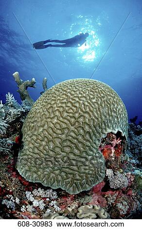 Stock Image - Stony coral with a scuba diver in the background. Fotosearch