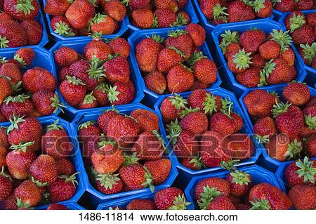 Strawberries for sale at a market stall, Torget Market, Bergen, Hordaland County, Norway View Large Photo Image Picture - Strawberries for sale at a market stall, Torget Market, Bergen, Hordaland County, Norway. Fotosearch