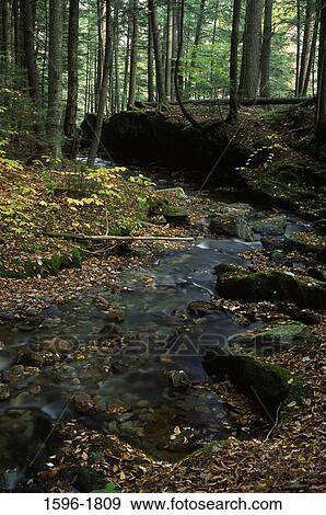 Stream passing through a forest, Ross Brook, Savoy Mountain State Forest, Massachusetts, USA View Large Photo Image Stock Photo - Stream passing through a forest, Ross Brook, Savoy Mountain State Forest, Massachusetts, USA. Fotosearch