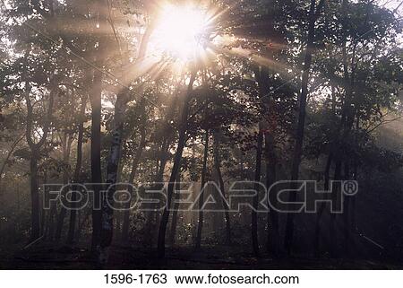 Stock Image - Sunlight radiating through trees, Mount Toby State Reservation, Massachusetts, USA. Fotosearch
