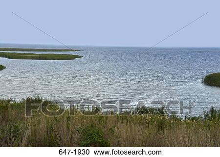 Tall grass on the coast, Everglades National Park, Florida, USA View Large Photo Image Stock Image - Tall grass on the coast, Everglades National Park, Florida, USA. Fotosearch