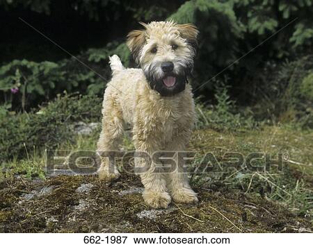 Terrier panting in a field View Large Photo Image Stock Photo - Terrier panting in a field. Fotosearch