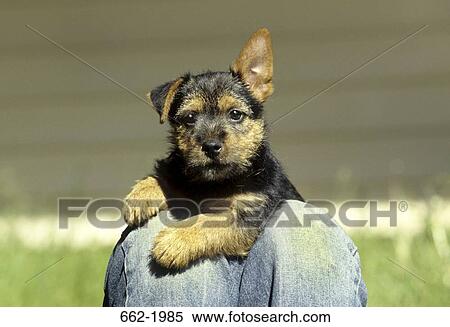 Terrier puppy leaning on the knees of a person View Large Photo Image Stock Photography - Terrier puppy leaning on the knees of a person. Fotosearch