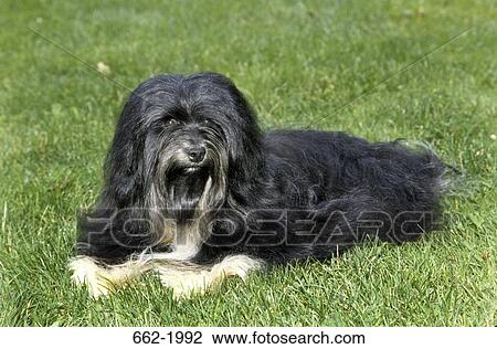 Terrier sitting in a field View Large Photo Image Stock Image - Terrier sitting in a field. Fotosearch