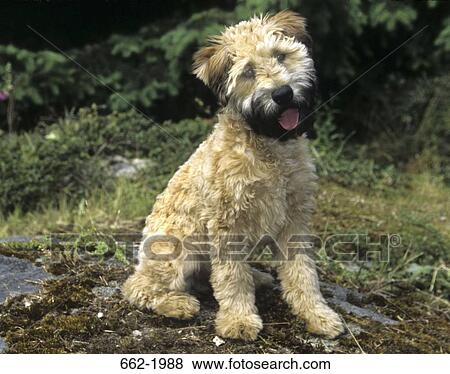 Stock Photo - Terrier sitting in a field. Fotosearch