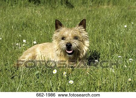 Terrier sitting in a field View Large Photo Image Stock Photograph - Terrier sitting in a field. Fotosearch