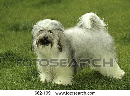 Stock Image - Terrier standing in a field. Fotosearch