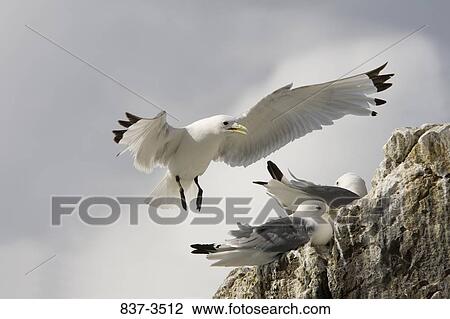 Three Black-Legged kittiwakes (Rissa tridactyla) landing on a rock View Large Photo Image Stock Image - Three Black-Legged kittiwakes (Rissa tridactyla) landing on a rock. Fotosearch