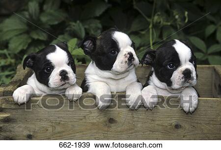Three Boston Terrier puppies in a wooden box View Large Photo Image Stock Photo - Three Boston Terrier puppies in a wooden box. Fotosearch