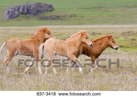 Three Icelandic horse colts walking in a field View Large Photo Image Stock Photo - Three Icelandic horse colts walking in a field. Fotosearch