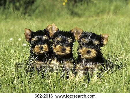 Stock Photograph - Three Yorkshire Terrier puppies in a field. Fotosearch