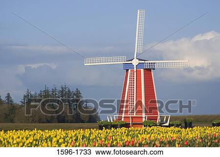 Traditional windmill in a tulip field, Wooden Shoe Bulb Company, Clackamas County, Oregon, USA View Large Photo Image Stock Image - Traditional windmill in a tulip field, Wooden Shoe Bulb Company, Clackamas County, Oregon, USA. Fotosearch