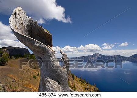 Picture - Tree stump at the lakeside, Crater Lake, Crater Lake National Park, Oregon, USA. Fotosearch
