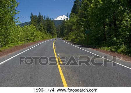 Trees along a road, West Cascades Scenic Byway, Willamette National Forest, Oregon, USA View Large Photo Image Picture - Trees along a road, West Cascades Scenic Byway, Willamette National Forest, Oregon, USA. Fotosearch