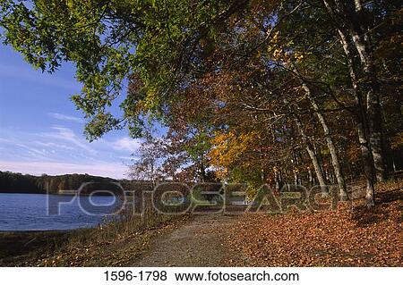 Stock Photo - Trees in a forest at the lakeside, Lake Barkley, Demumbers Bay Lake Access, Land Between The Lakes National Recreation Area, Kentucky, USA. Fotosearch