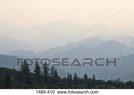Trees in a forest, Mt Shasta, California, USA View Large Photo Image Stock Image - Trees in a forest, Mt Shasta, California, USA. Fotosearch