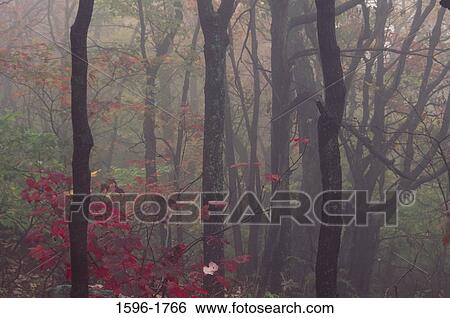 Trees in a forest, Spruce Mountain Trail, Monroe State Forest, Massachusetts, USA View Large Photo Image Stock Photograph - Trees in a forest, Spruce Mountain Trail, Monroe State Forest, Massachusetts, USA. Fotosearch