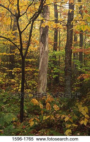 Trees in a forest, Spruce Mountain Trail, Monroe State Forest, Monroe, Franklin County, Massachusetts, USA View Large Photo Image Stock Photography - Trees in a forest, Spruce Mountain Trail, Monroe State Forest, Monroe, Franklin County, Massachusetts, USA. Fotosearch