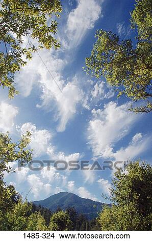 Trees in a forest with a mountain in the background, Mt Tamalpais, Marin County, California, USA View Large Photo Image Picture - Trees in a forest with a mountain in the background, Mt Tamalpais, Marin County, California, USA. Fotosearch