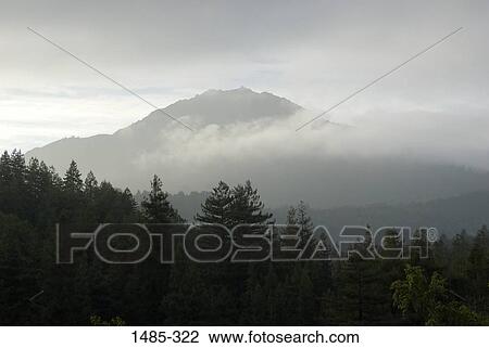 Trees in a forest with a mountain in the background, Mt Tamalpais State Park, Mt Tamalpais, Marin County, California, USA View Large Photo Image Stock Image - Trees in a forest with a mountain in the background, Mt Tamalpais State Park, Mt Tamalpais, Marin County, California, USA. Fotosearch