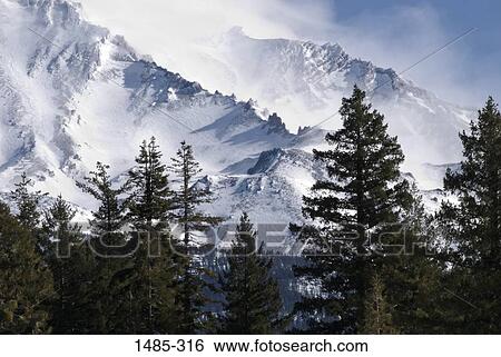 Trees in a forest with a mountain in the background, Mt Shasta, Siskiyou County, California, USA View Large Photo Image Stock Photograph - Trees in a forest with a mountain in the background, Mt Shasta, Siskiyou County, California, USA. Fotosearch