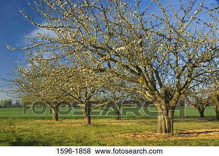 Stock Photo - Trees in an orchard, Marion County, Oregon, USA. Fotosearch
