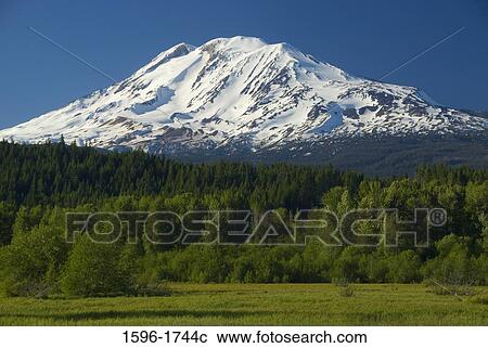 Trees in front of a snowcapped mountain, Mt Adams, Trout Lake Natural Area Preserve, Washington State, USA View Large Photo Image Stock Image - Trees in front of a snowcapped mountain, Mt Adams, Trout Lake Natural Area Preserve, Washington State, USA. Fotosearch