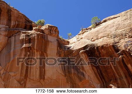 Trees on a cliff, Escalante Canyon, Colorado, USA View Large Photo Image Stock Photo - Trees on a cliff, Escalante Canyon, Colorado, USA. Fotosearch