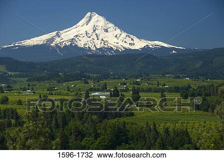 Stock Image - Trees on a landscape with a snow covered mountain in the background, Mt Hood, Panorama Point County Park, Columbia River Gorge, Oregon, USA. Fotosearch